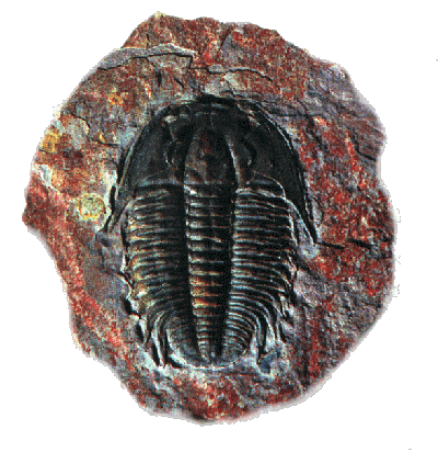 trilobite2.gif